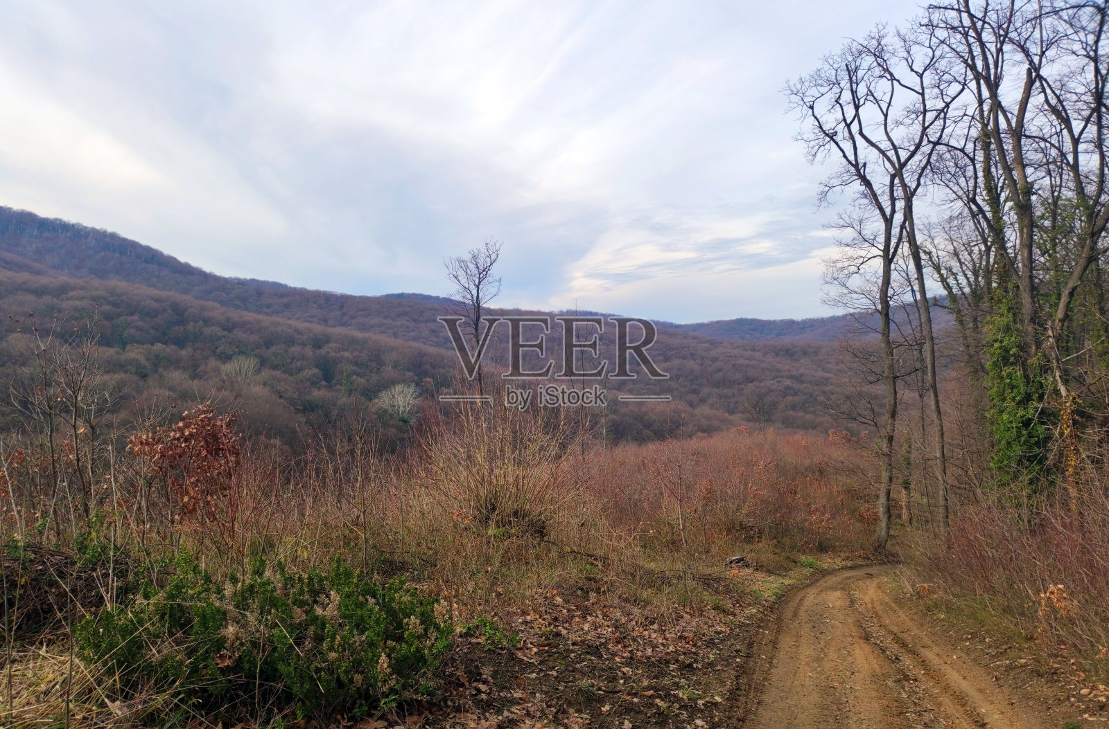 弗鲁斯卡戈拉森林在干燥多云无雪的冬天照片摄影图片