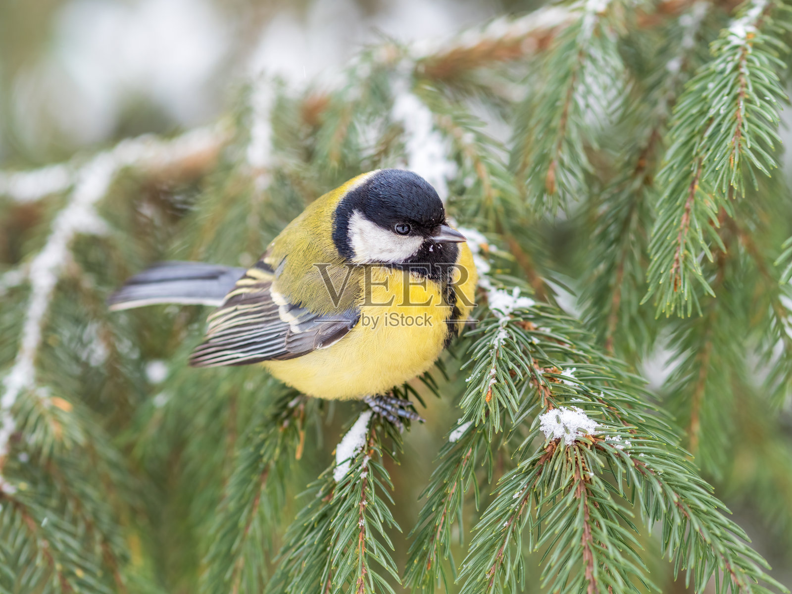 可爱的鸟大山雀,鸣禽坐在冬天有雪的杉树枝上照片摄影图片