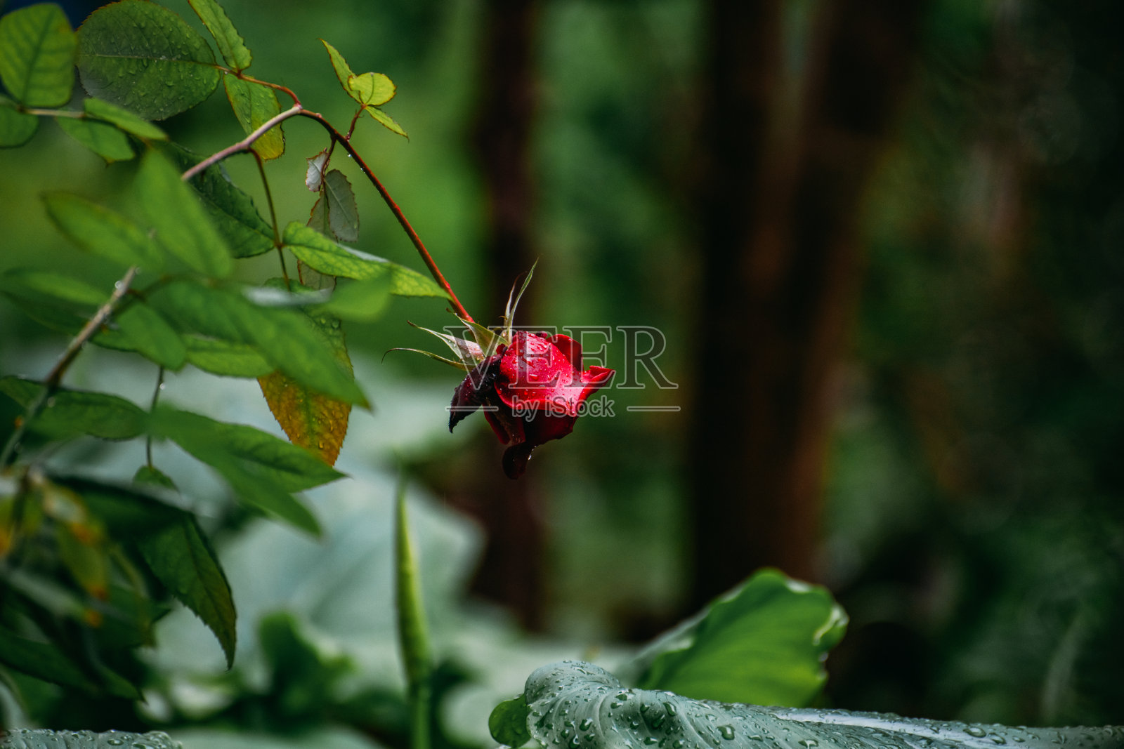 雨中的红玫瑰照片摄影图片