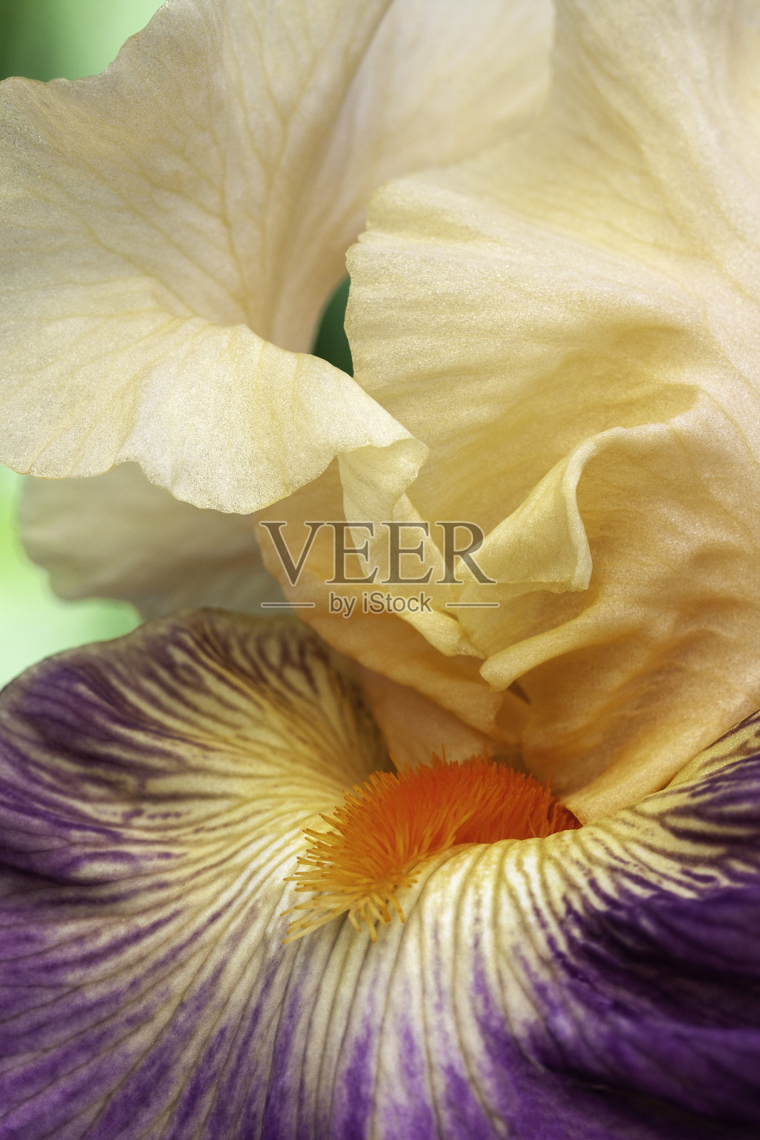 虹膜照片摄影图片