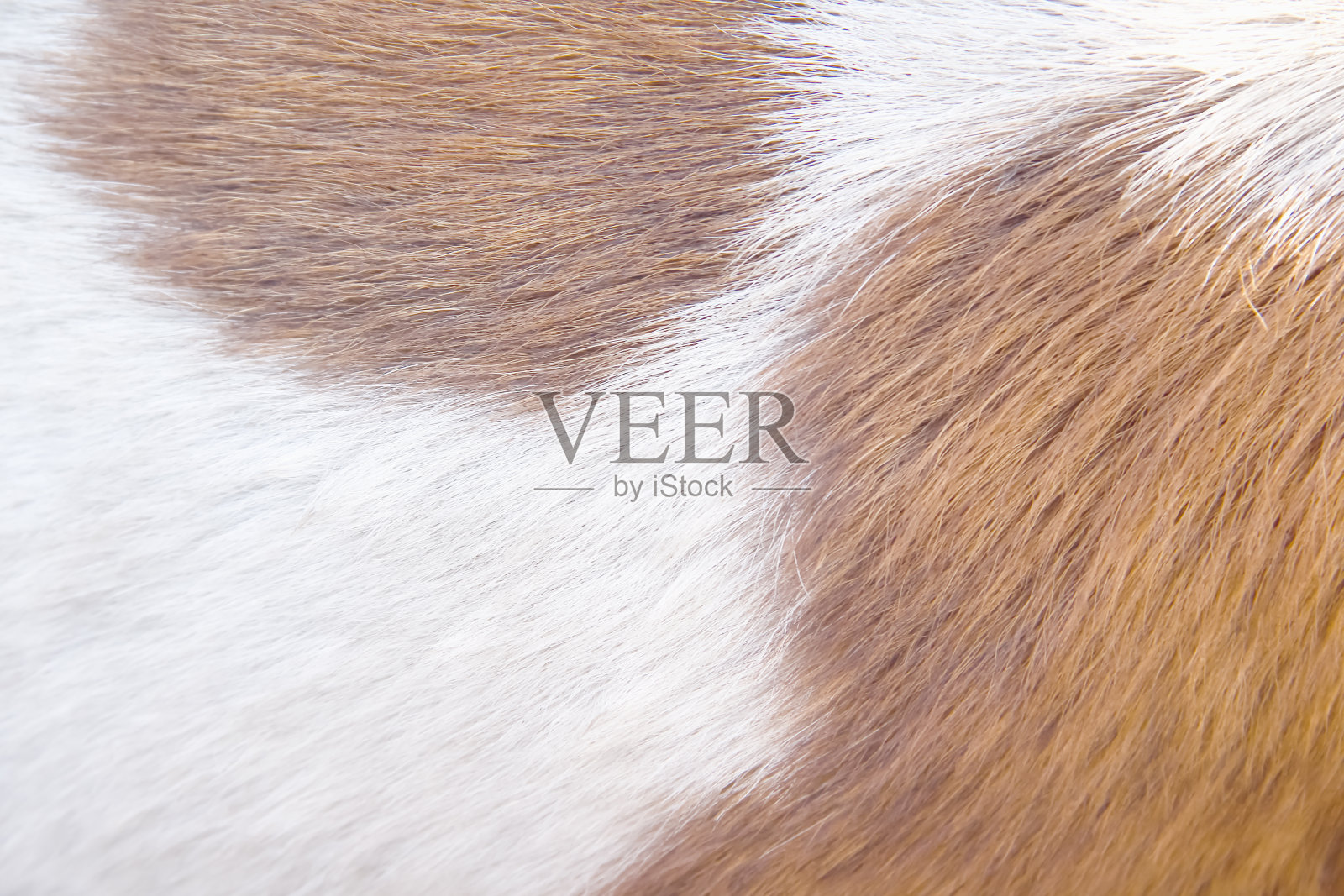 白棕色光滑的狗毛与柔软的纹理背景照片摄影图片