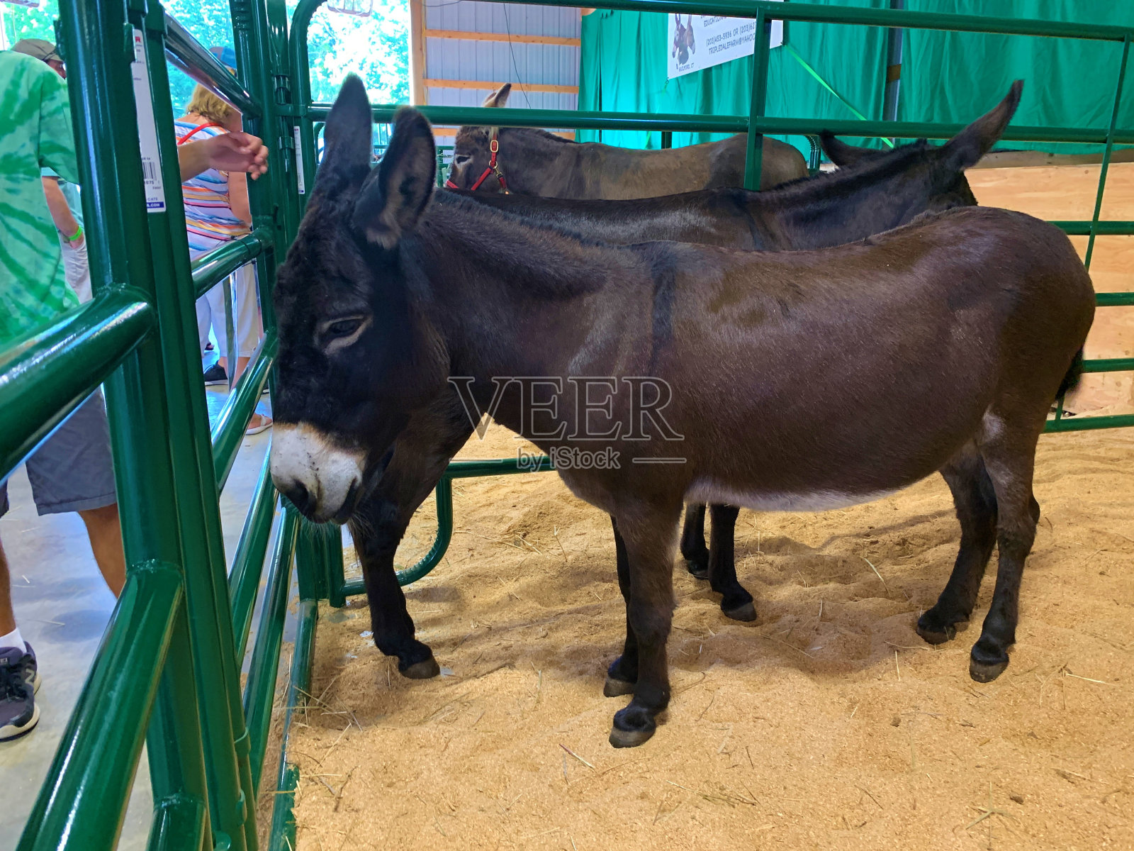 动物交易会照片摄影图片