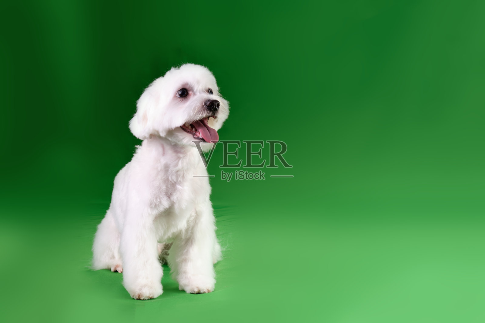一只可爱的马耳他哈巴狗在绿色的背景上剪了头发照片摄影图片