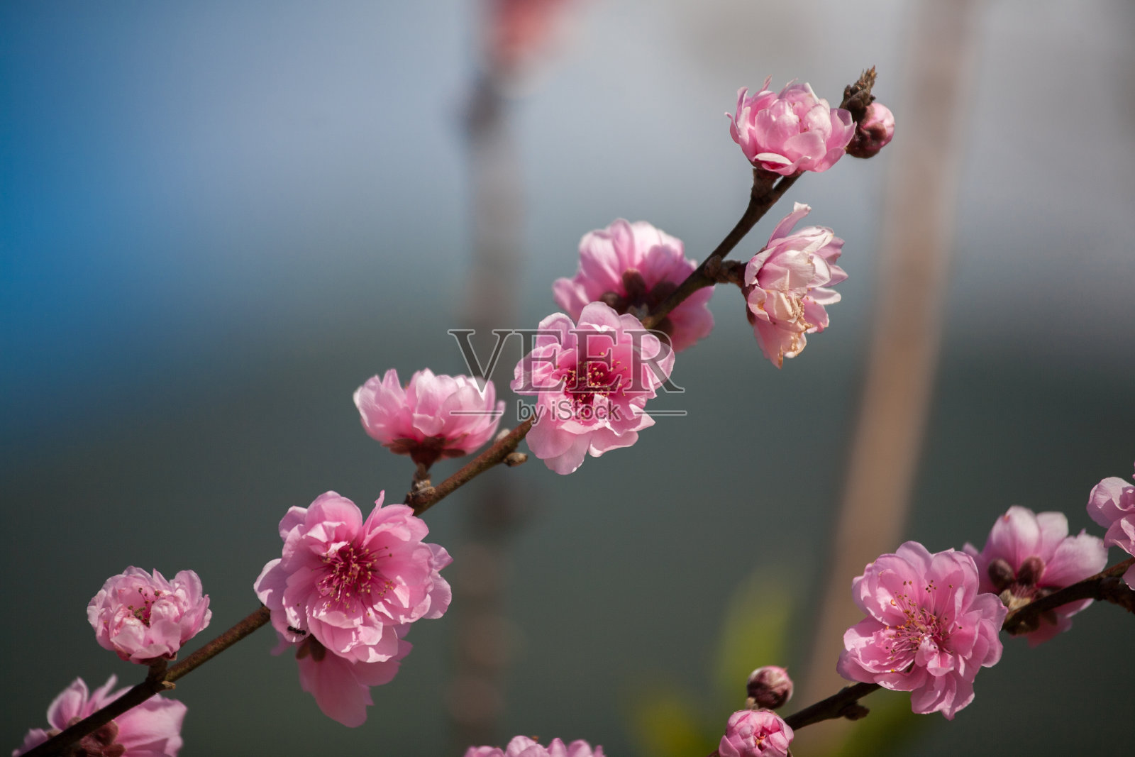 樱花或樱花照片摄影图片