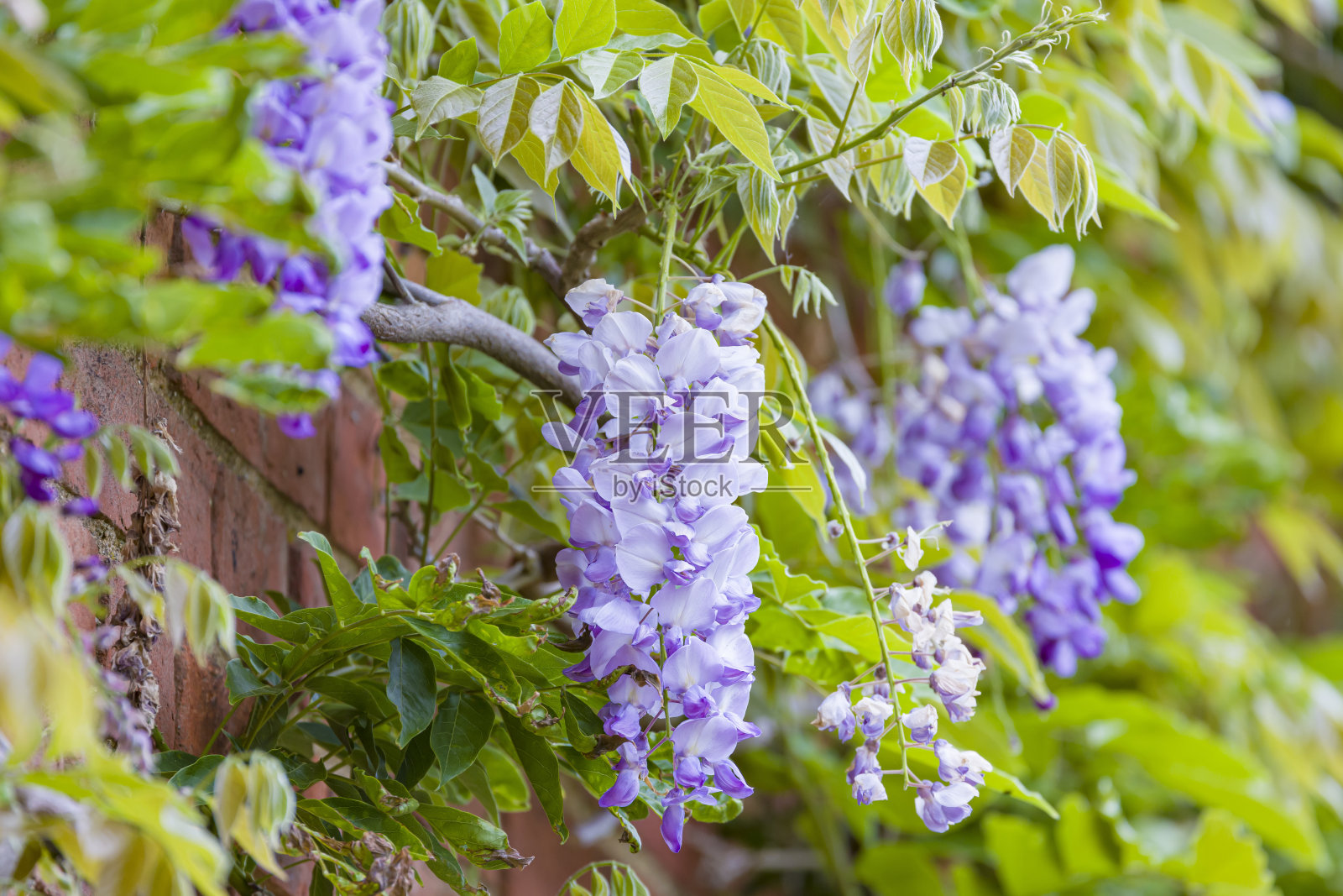 紫藤花,总状花序在攀爬在房子墙上的一种植物上,英国照片摄影图片