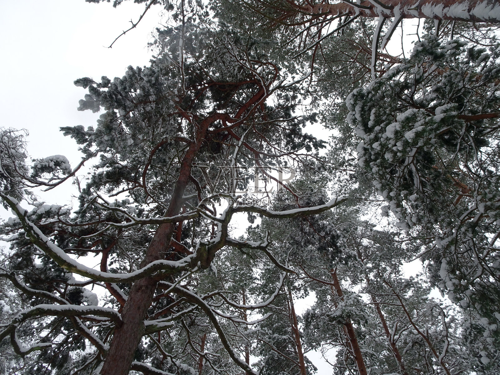 从下往上看,冬天被雪覆盖的松树树干和树枝,选择性聚焦。照片摄影图片