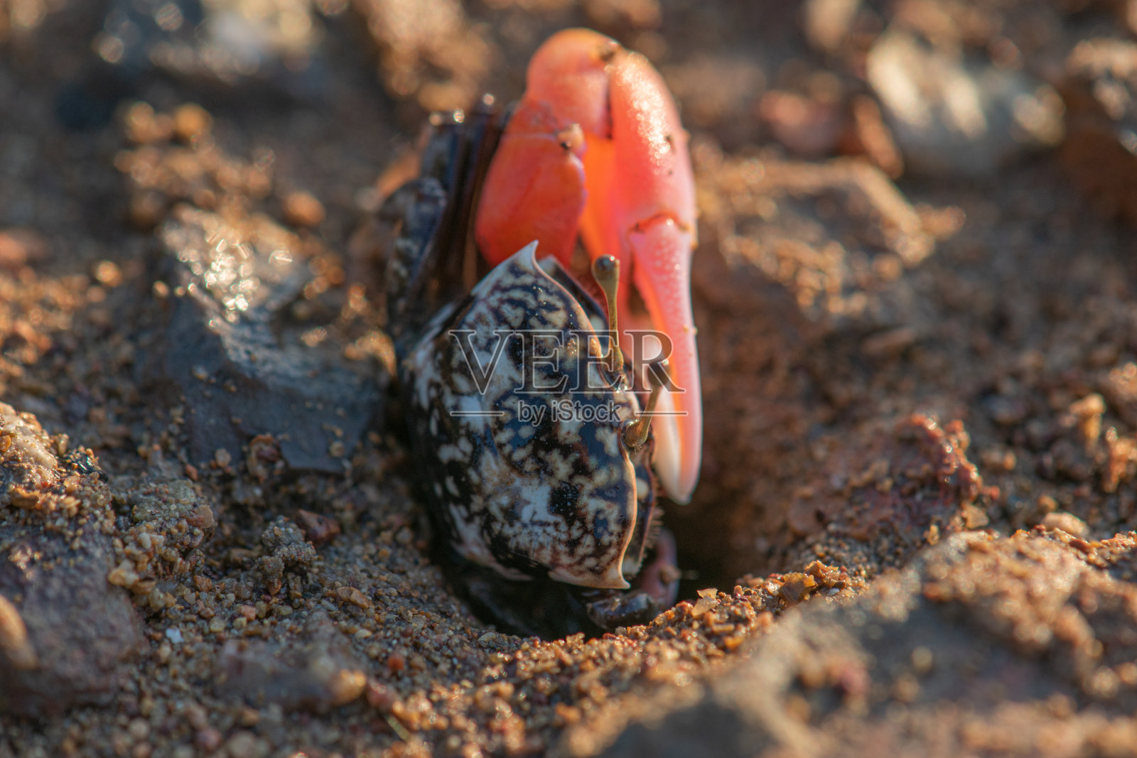 螃蟹照片摄影图片