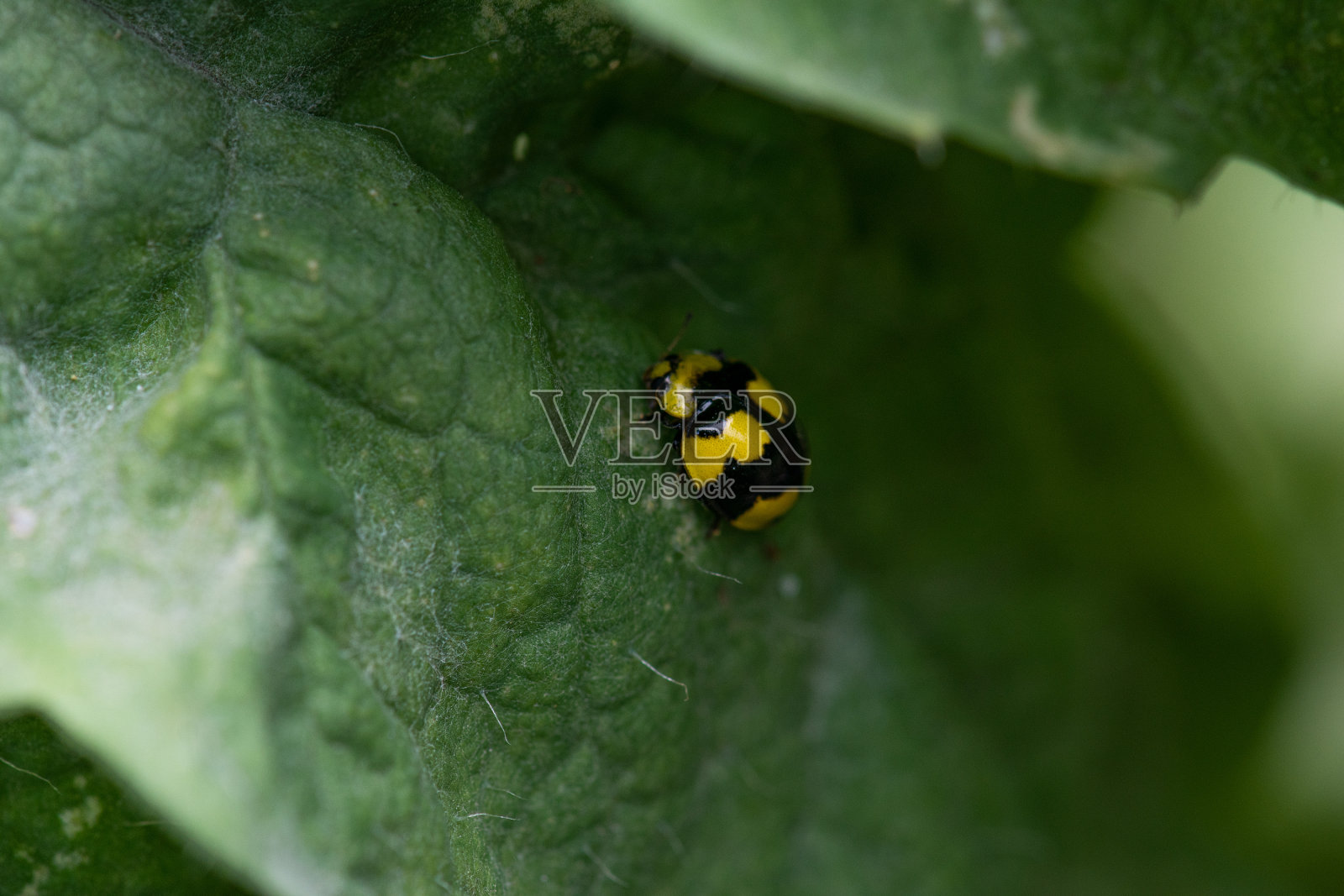 瓢虫瓢虫在绿色的叶子照片摄影图片
