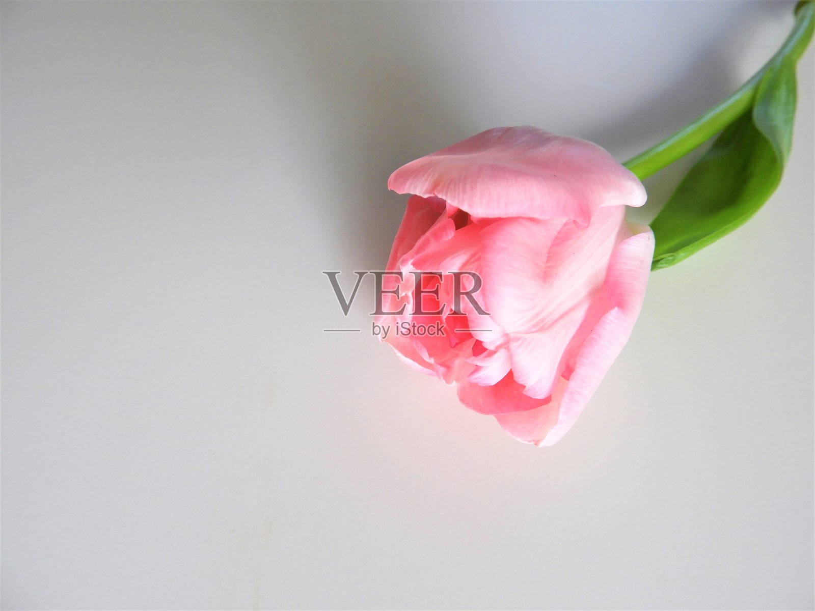 花照片摄影图片