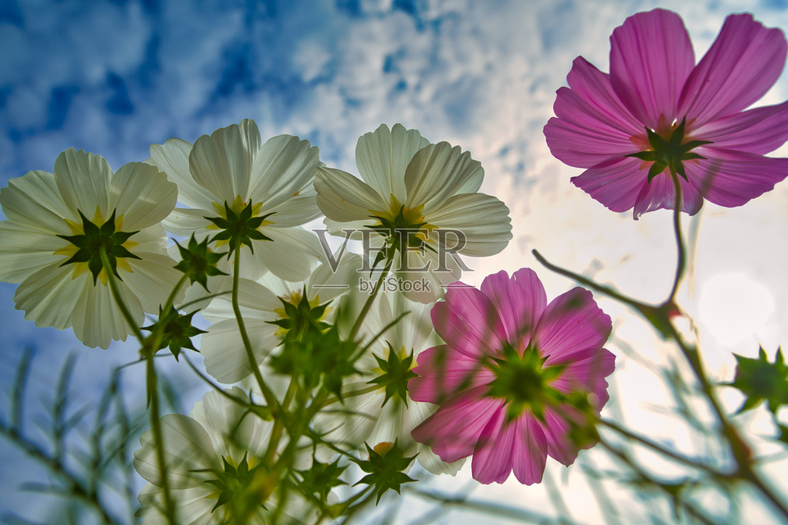 白色和粉红色的宇宙在秋天的天空下照片摄影图片