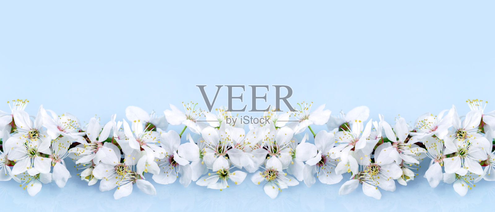 春天的旗帜上,枝头上开满了蓝色的果树照片摄影图片