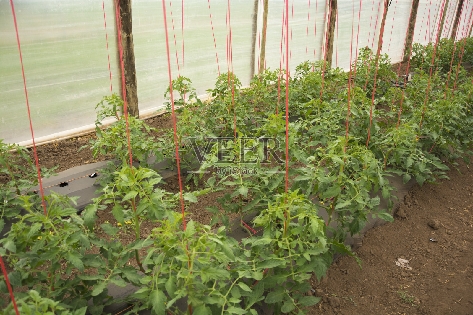 温室番茄栽培照片摄影图片