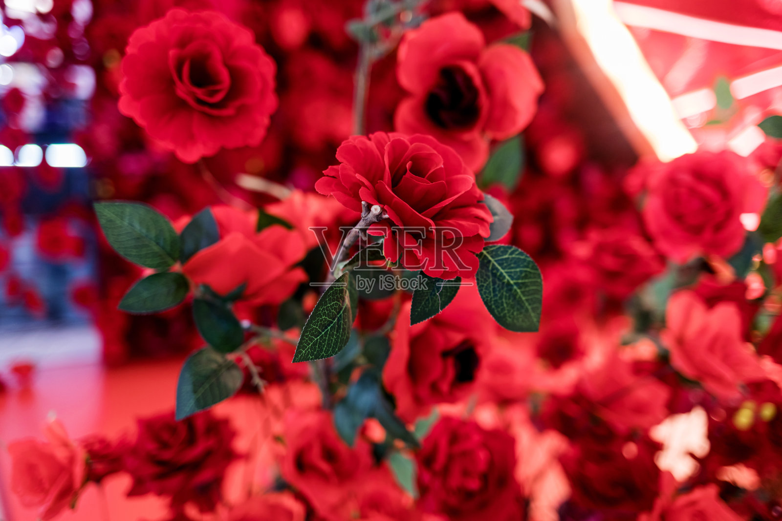 浪漫的红玫瑰照片摄影图片