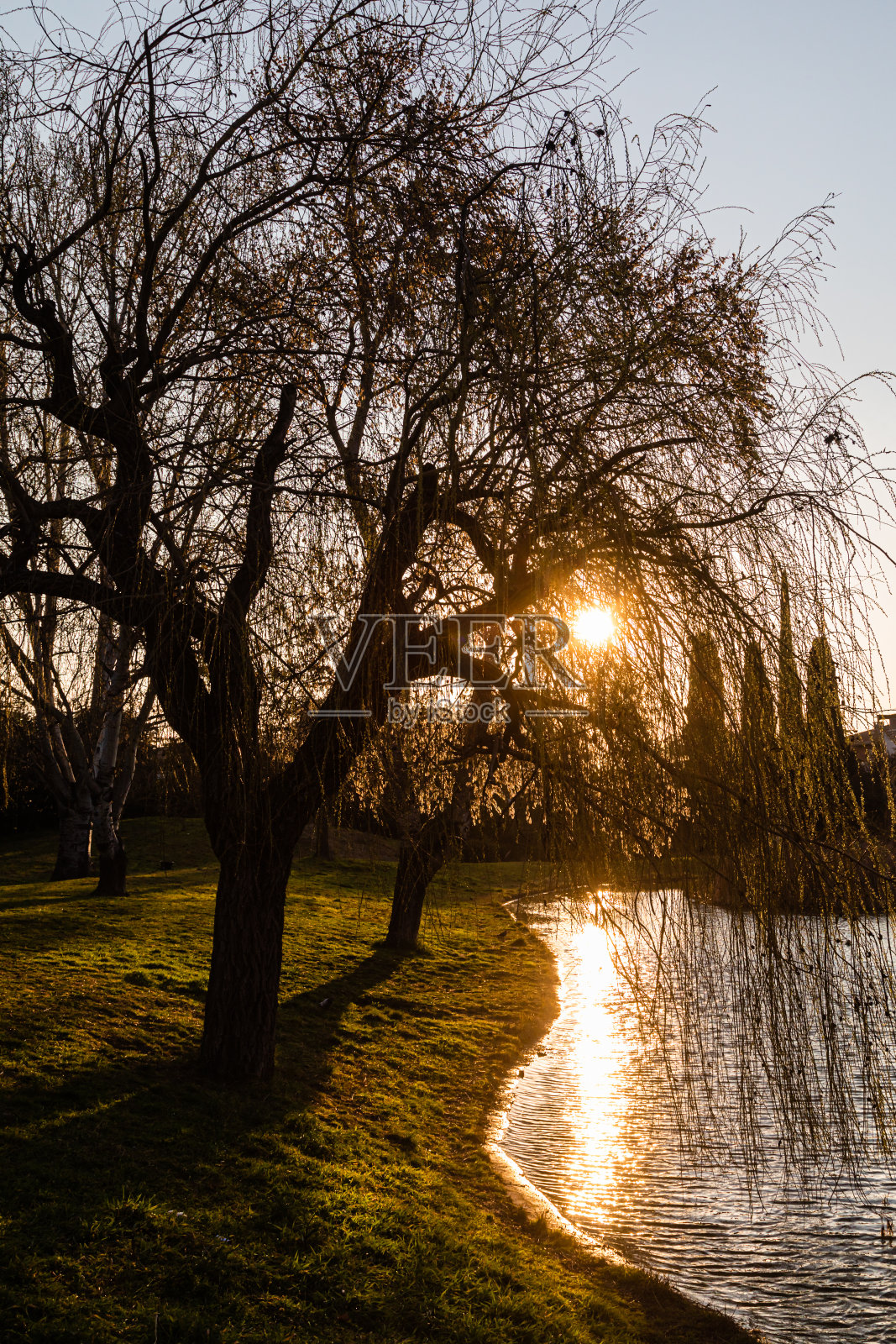 日出时池塘边的一棵树照片摄影图片