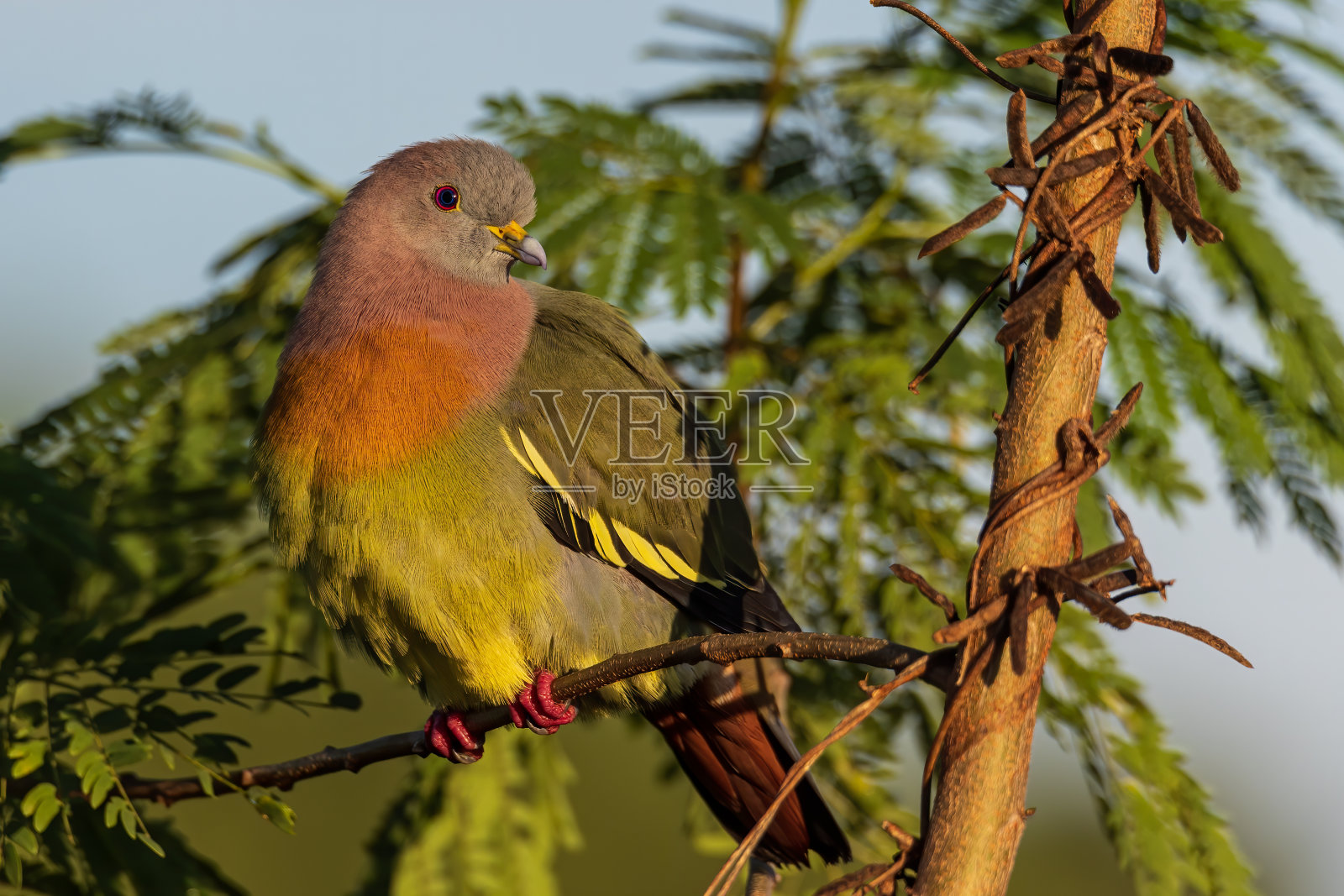自然野生鸟类粉红颈绿鸽子栖息在树枝上照片摄影图片