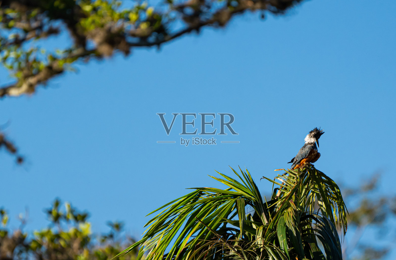 新热带马丁·佩斯卡多·德·科勒或马丁·吉甘特休息在树枝上。天空,植物。照片摄影图片