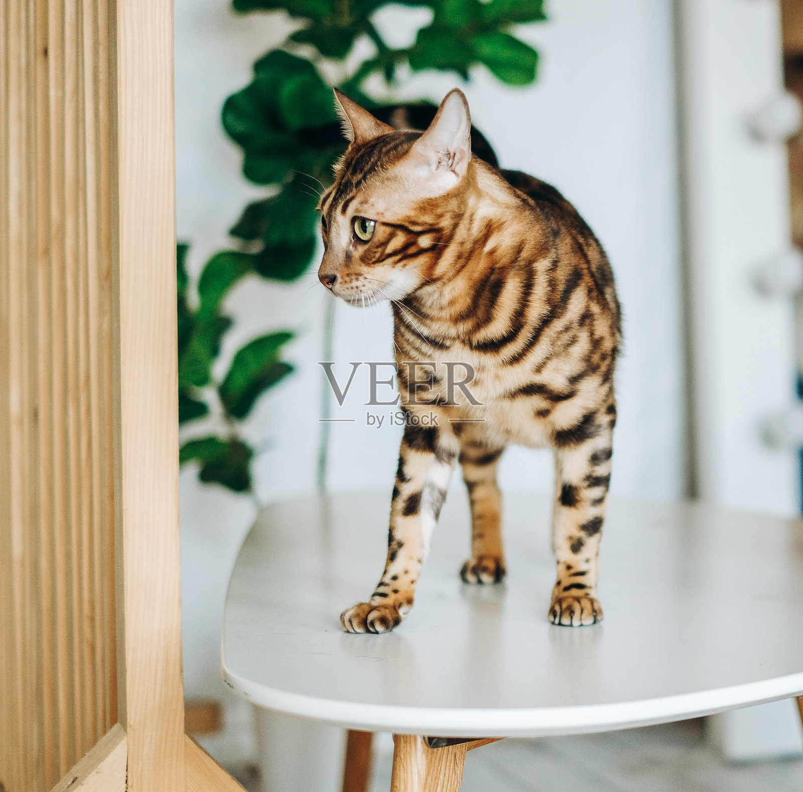 孟加拉猫跳上了桌子。对宠物的爱。照片摄影图片