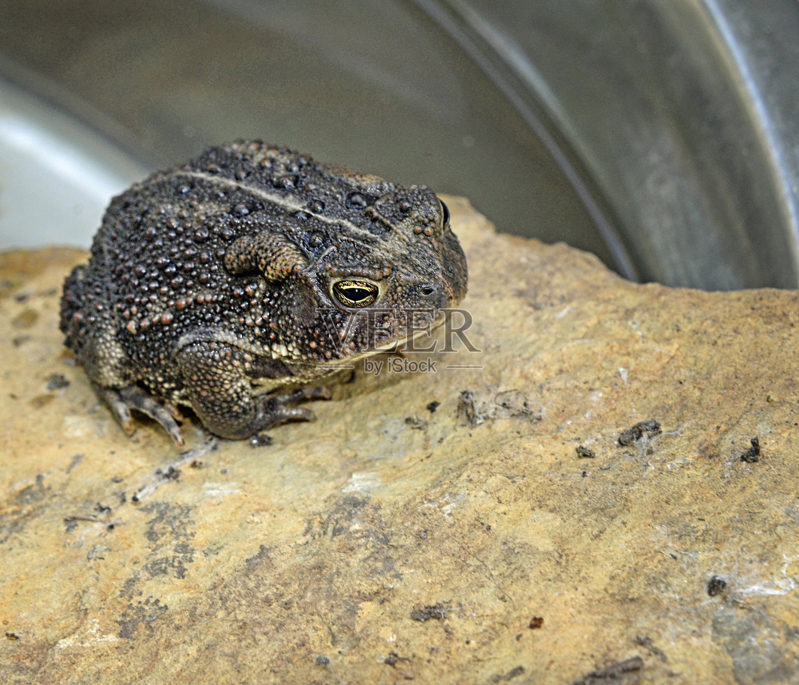 伍德森的癞蛤蟆在岩石上照片摄影图片