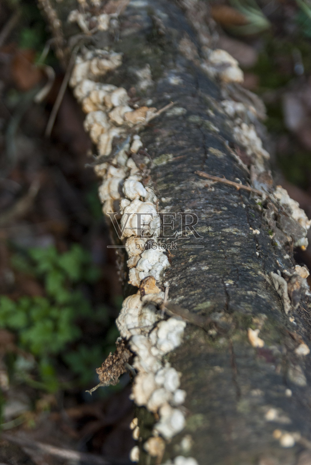 秋天在潮湿的森林里,树枝两侧有蘑菇照片摄影图片