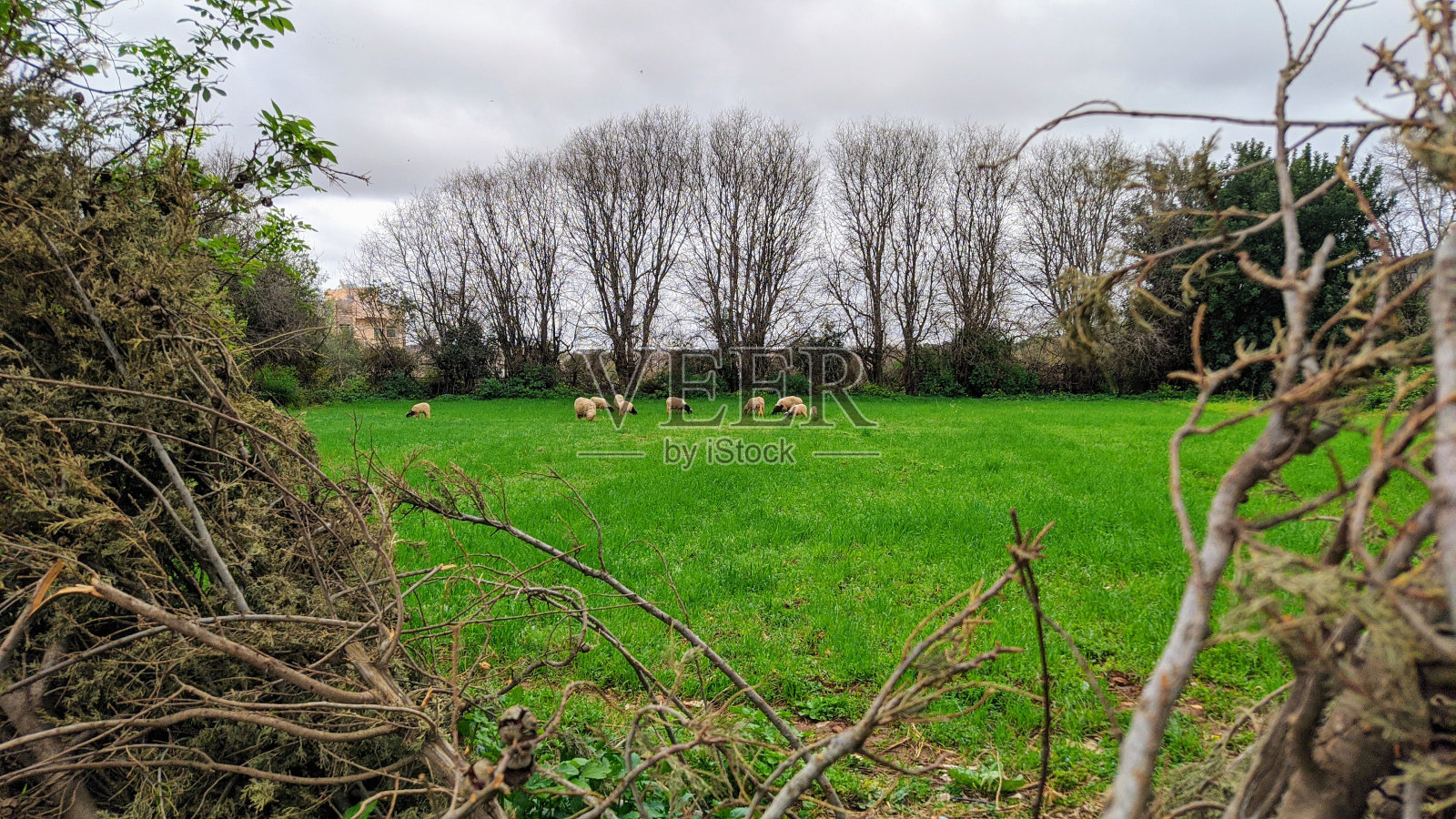 绿色空间照片摄影图片