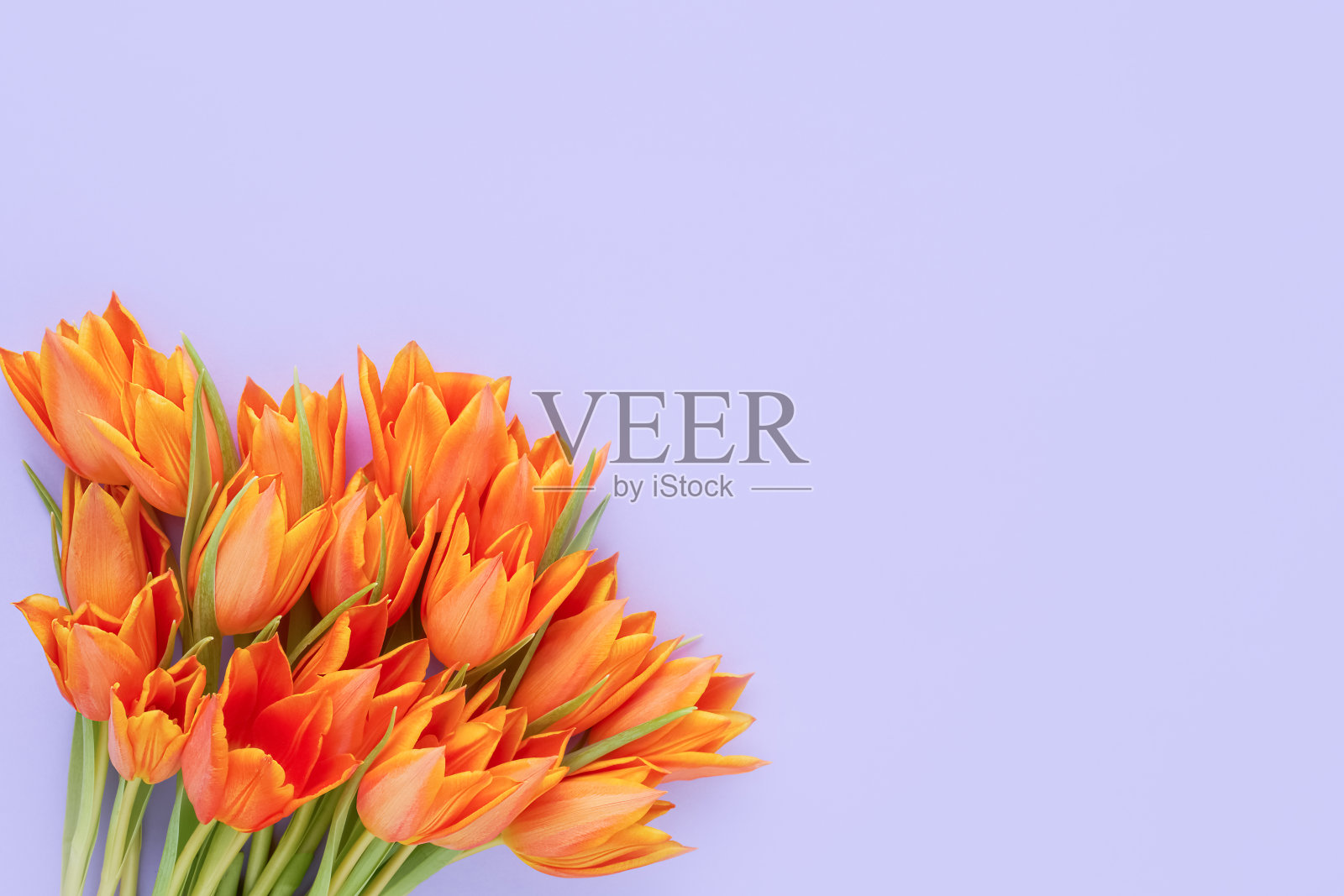 淡紫色背景下明亮的橙色郁金香花束。母亲节、情人节、生日的概念照片摄影图片