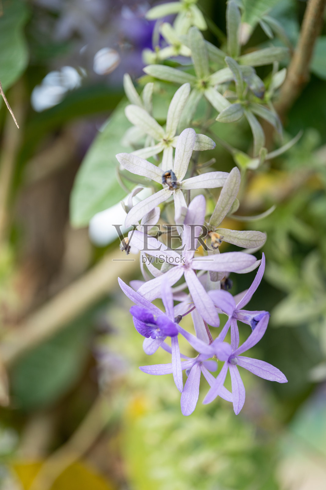美丽的紫色花朵在温柔的自然模糊背景下盛开的宏观图像。照片摄影图片