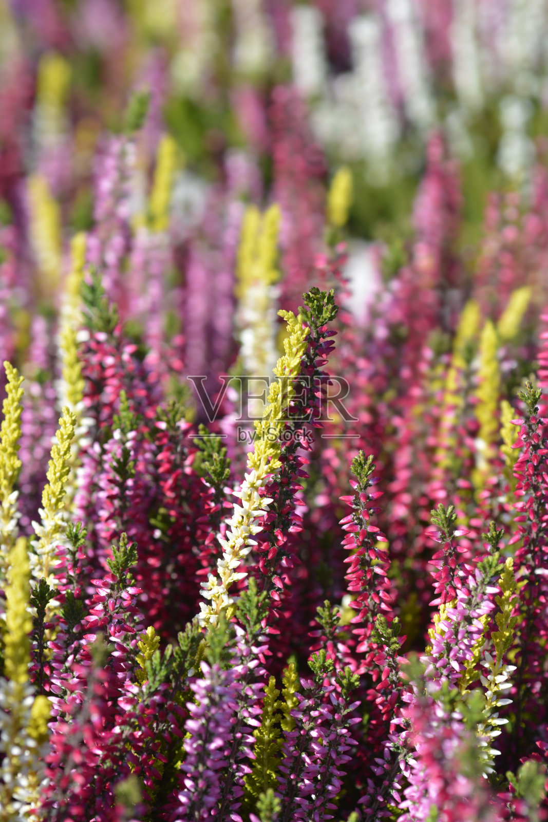 常见的希瑟照片摄影图片