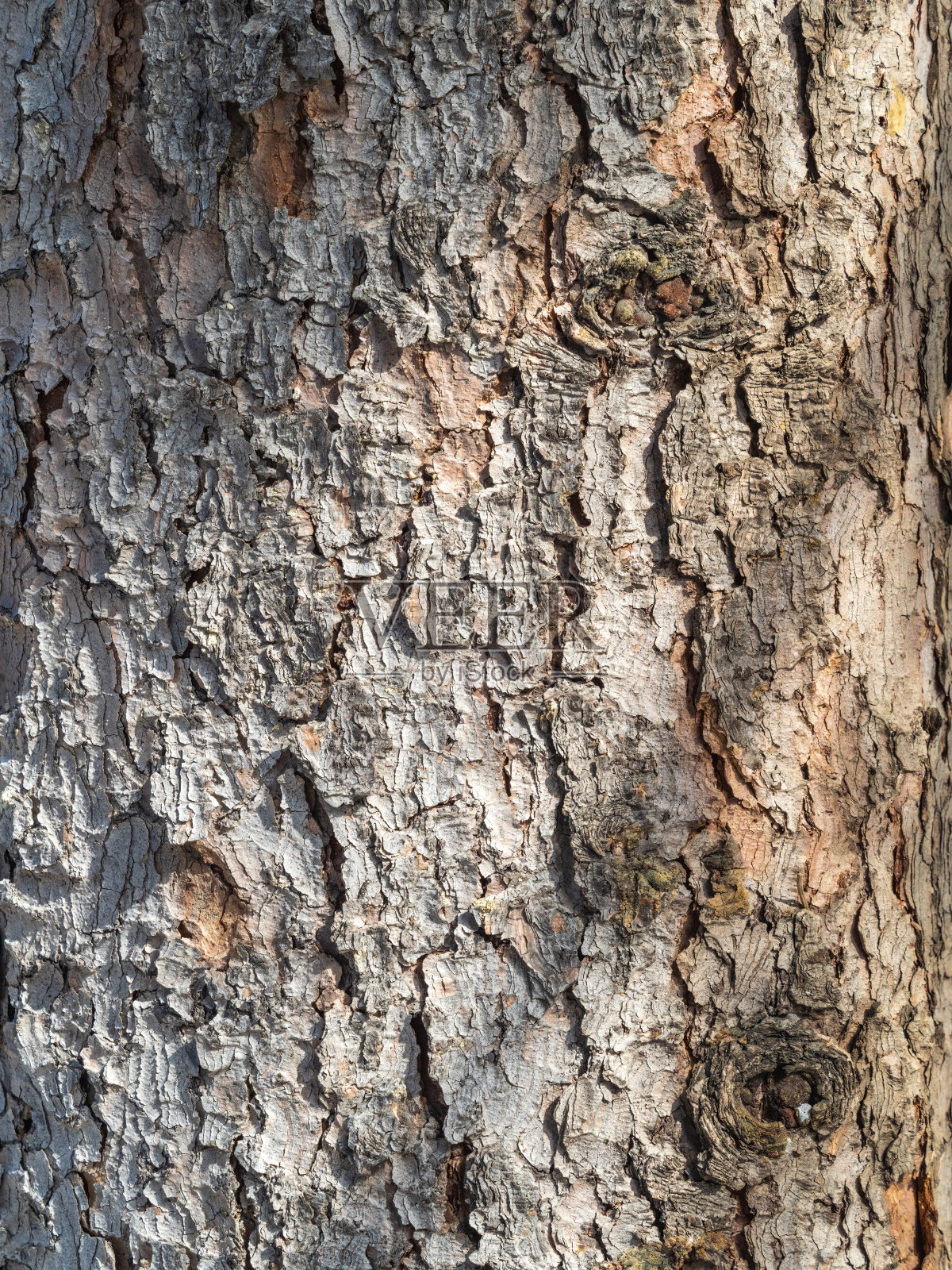 树皮纹理和背景的老枞树树干。详细的树皮纹理。照片摄影图片