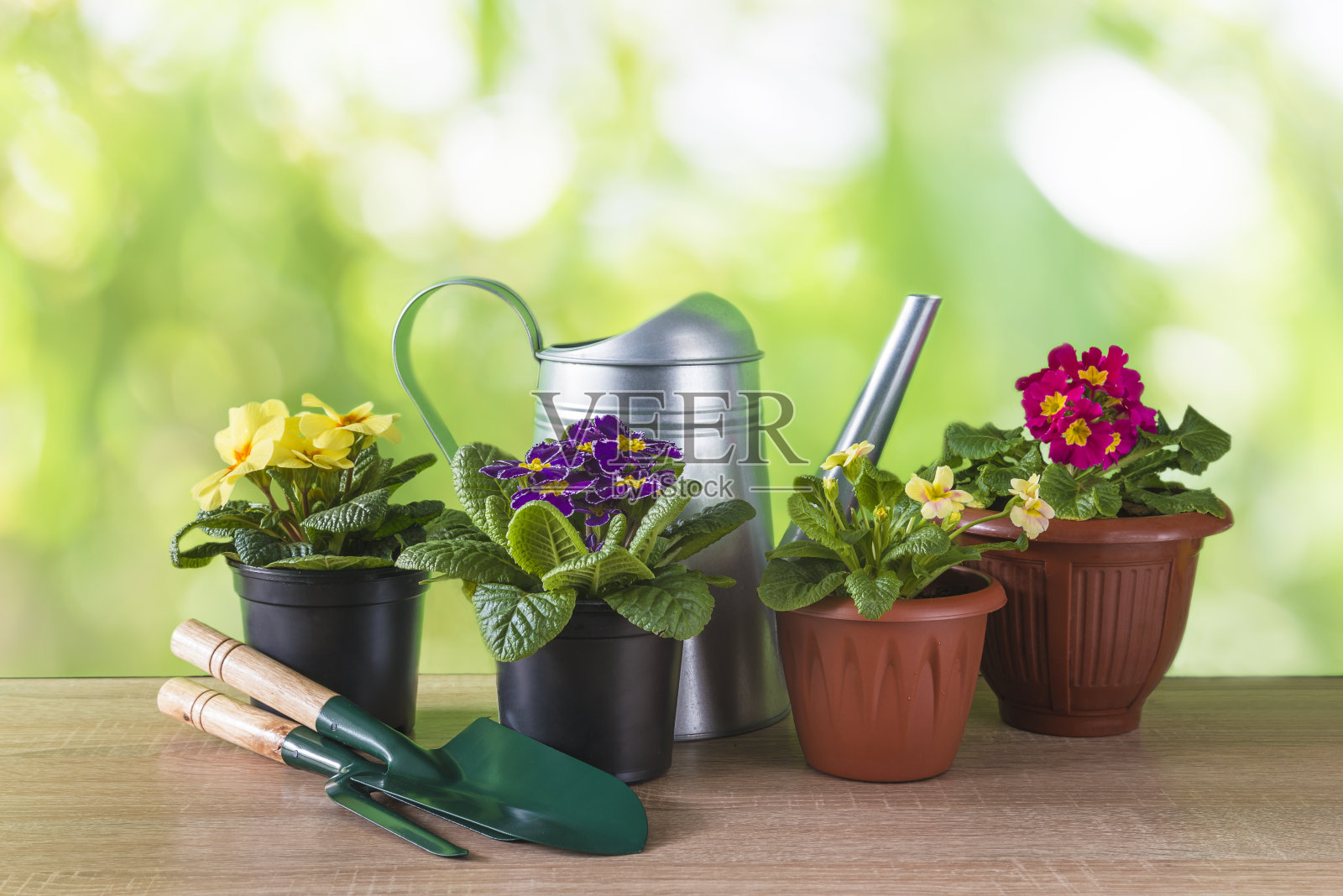 春园艺概念;照片摄影图片