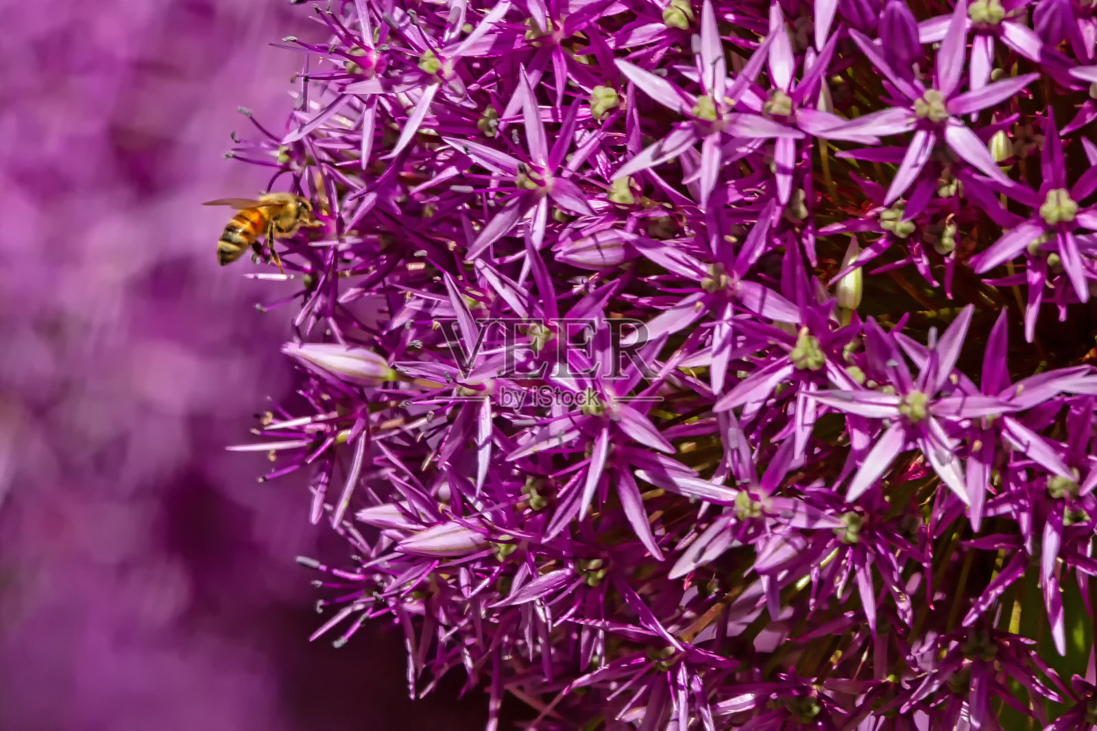 大洋葱上的蜜蜂(Allium Giganteum)照片摄影图片