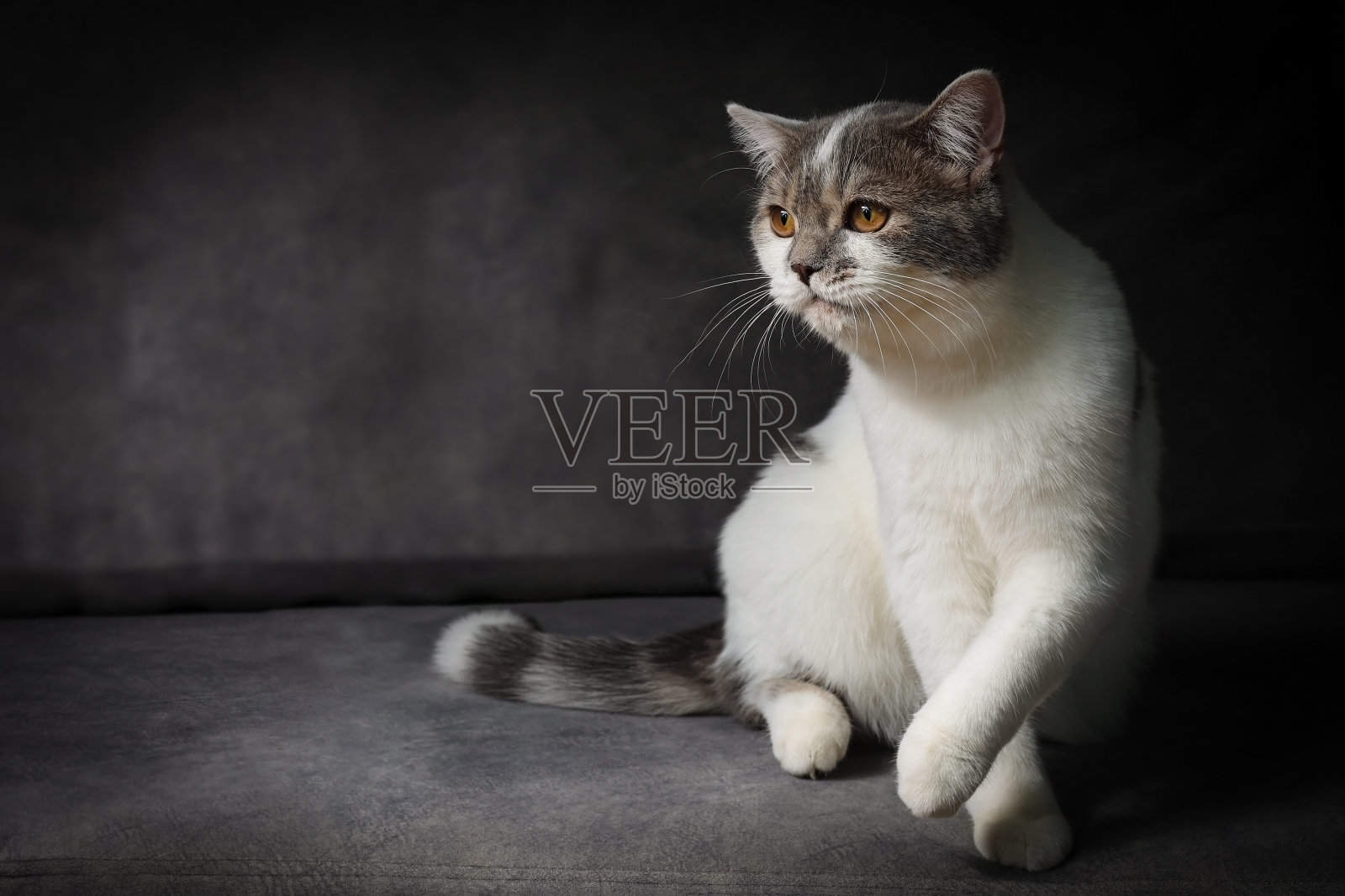 苏格兰折耳猫坐在黑色背景上。家里沙发上有一只黄眼睛的虎斑猫。工作室里的白猫。照片摄影图片