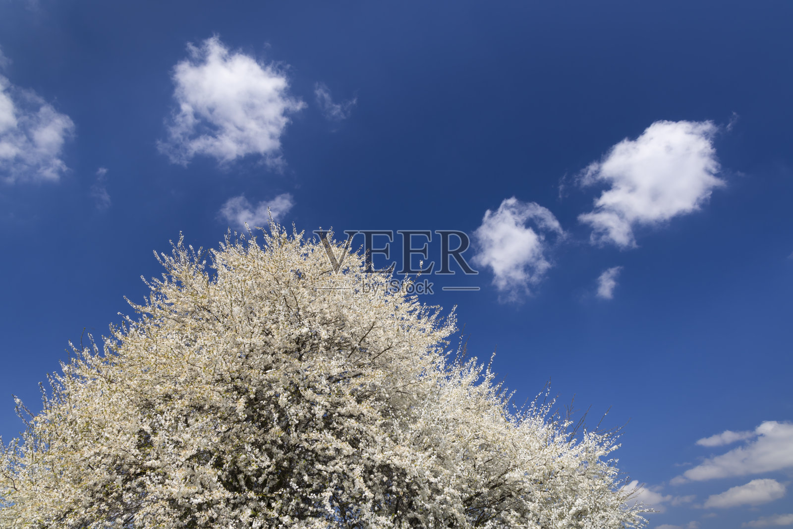 白花树映着蓝天照片摄影图片