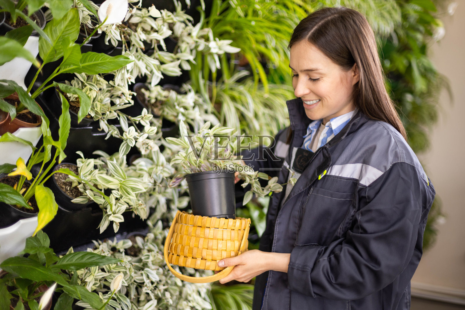 面带微笑的女园丁在垂直绿化植物幼苗,持有tradescantia在稻草篮子盒子照片摄影图片