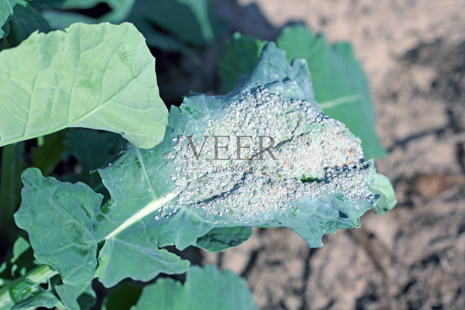 油菜蚜,俗称白菜蚜或冬菜籽叶上的粉状白菜蚜。照片摄影图片