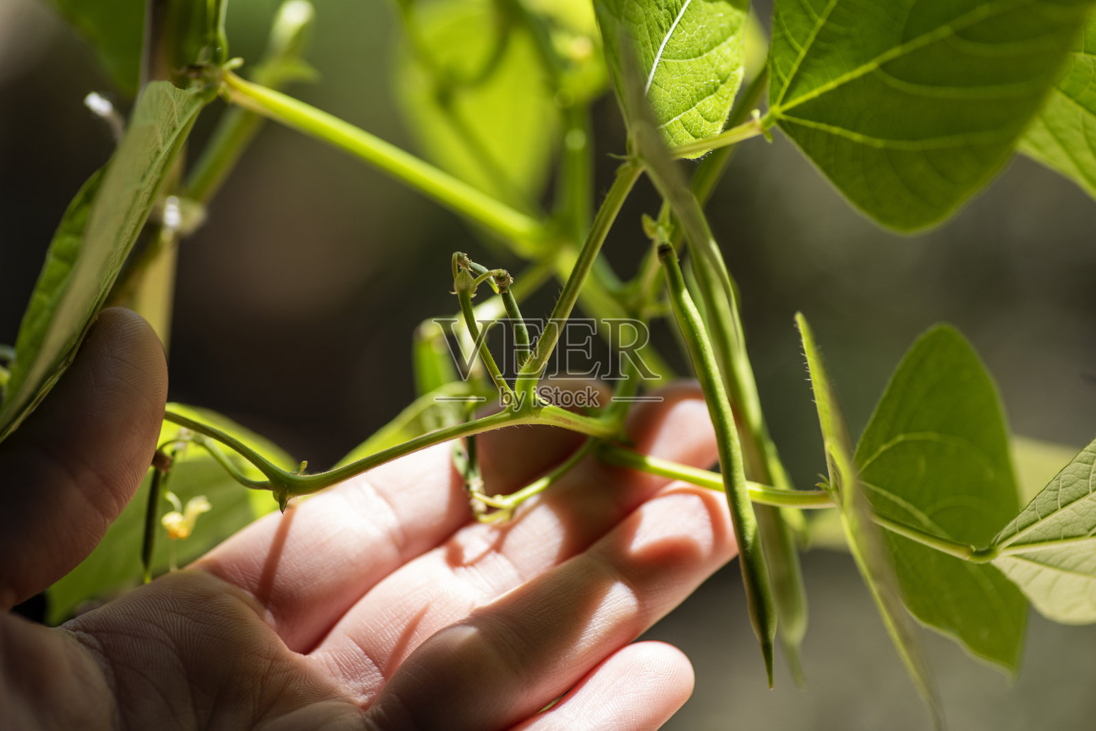 农夫的手正在检查一棵豆苗照片摄影图片