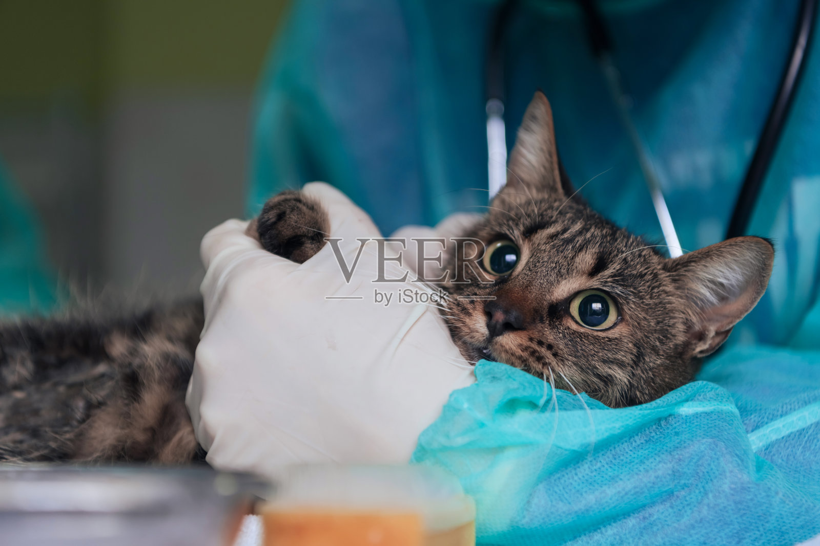 动物医院的女外科医生或医生为可爱的生病的猫准备手术,在治疗期间给猫的眼睛滴眼药水以保护它。照片摄影图片