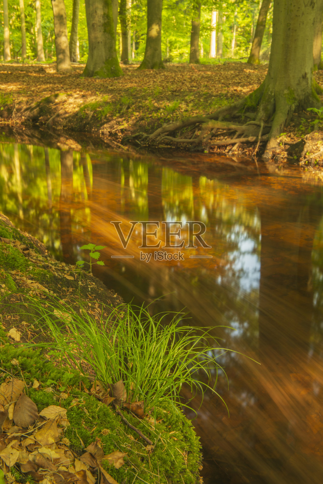 在一个早春的早晨,明亮的绿色森林中的小溪照片摄影图片