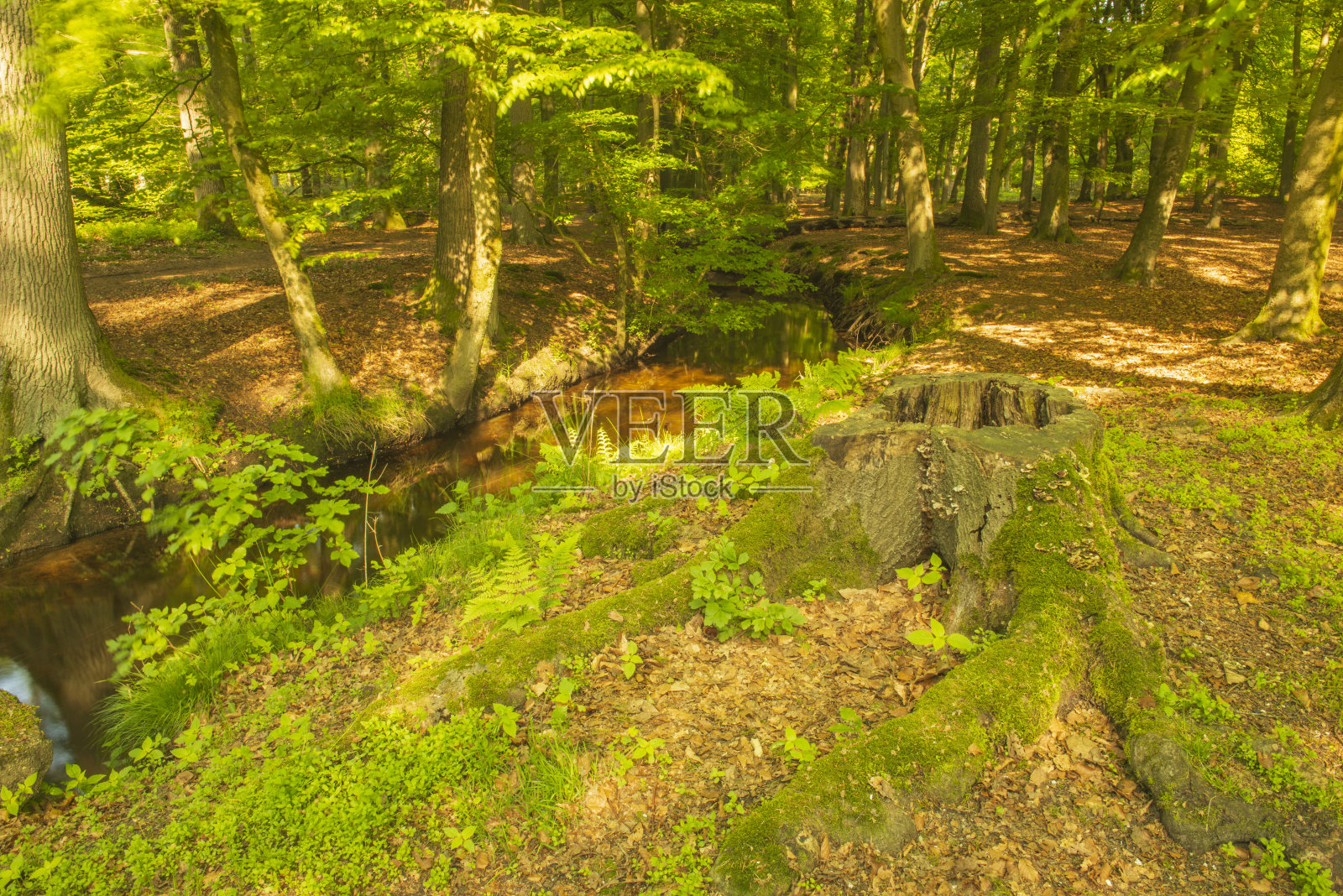 在一个早春的早晨,明亮的绿色森林景观照片摄影图片