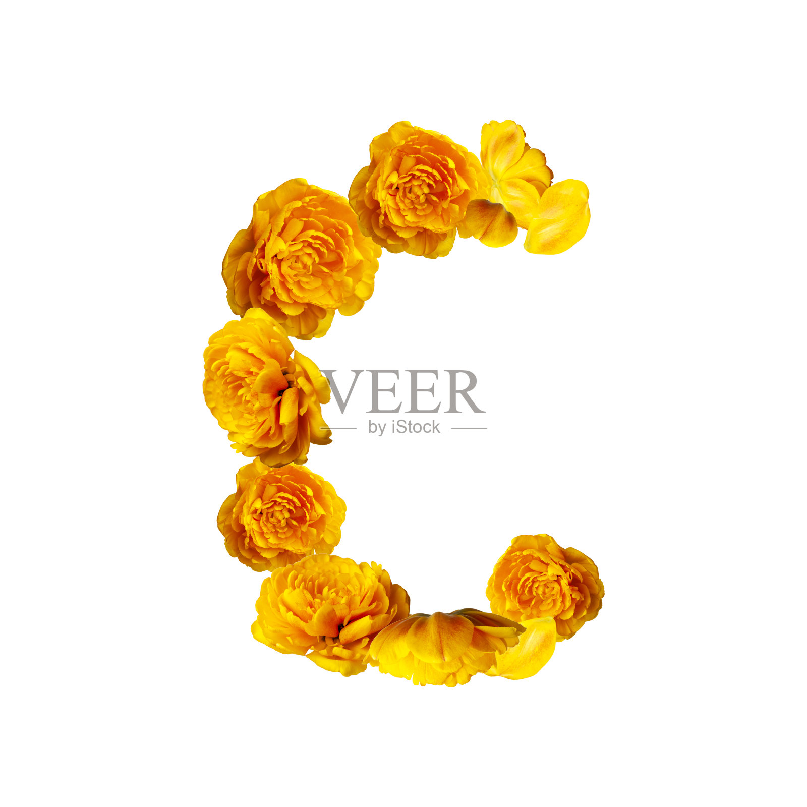 由黄色郁金香制成的英文字母C。字母花孤立在白色背景,黄色的新鲜郁金香。信由天然材料,春天,盛开,花卉组成,布局照片摄影图片