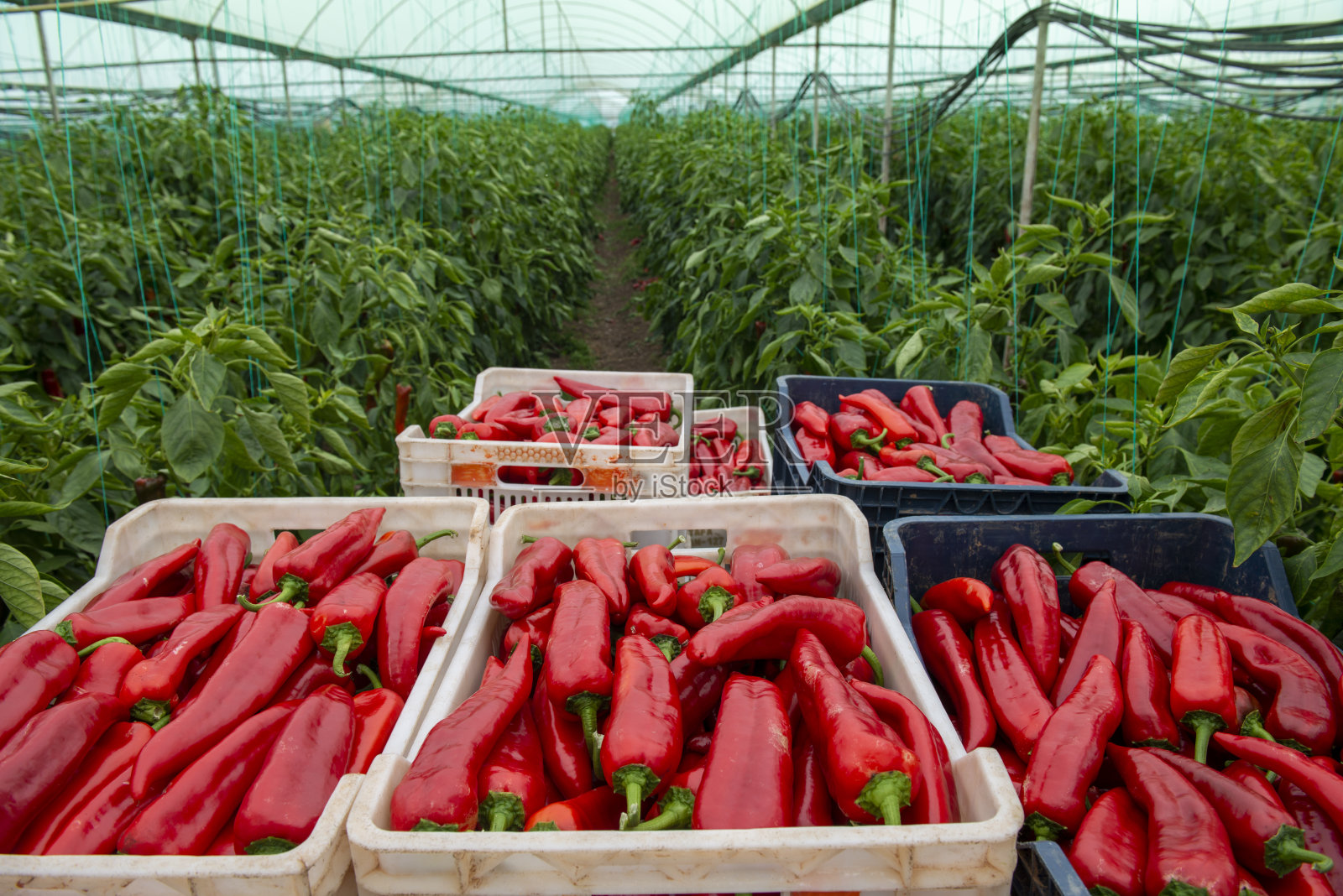温室里收获的有机红辣椒照片摄影图片