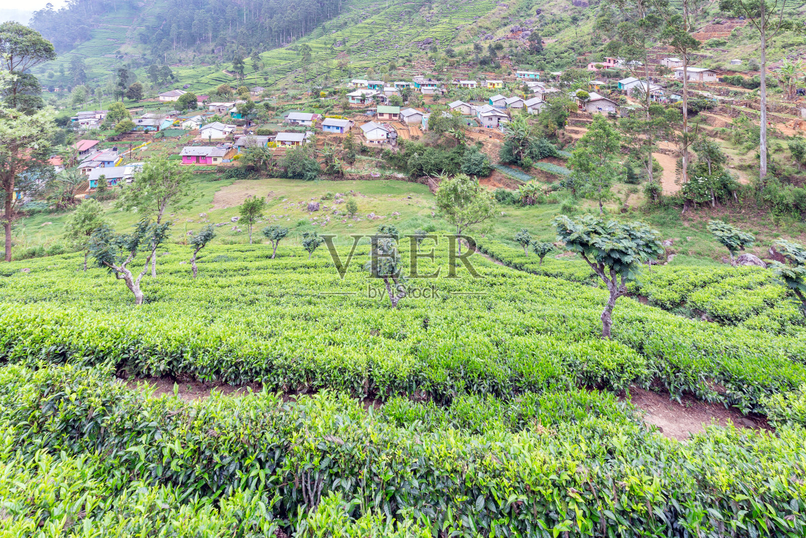 茶园照片摄影图片