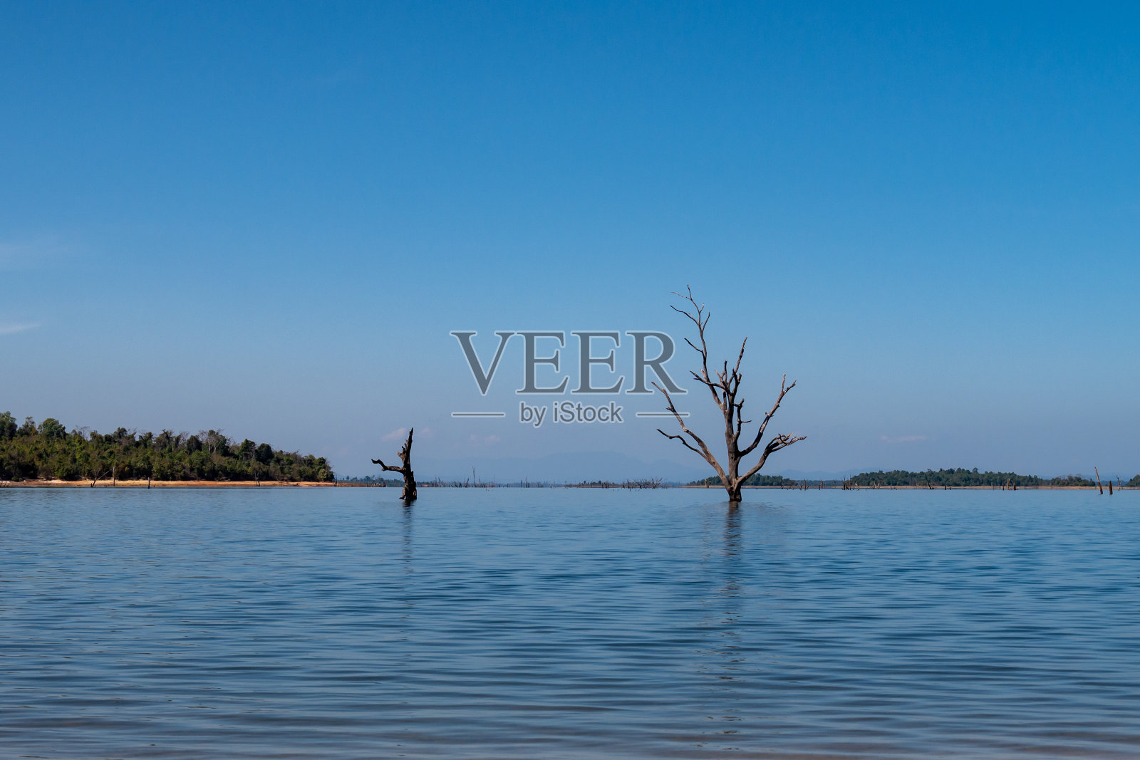 树被水淹了。生态。老挝照片摄影图片