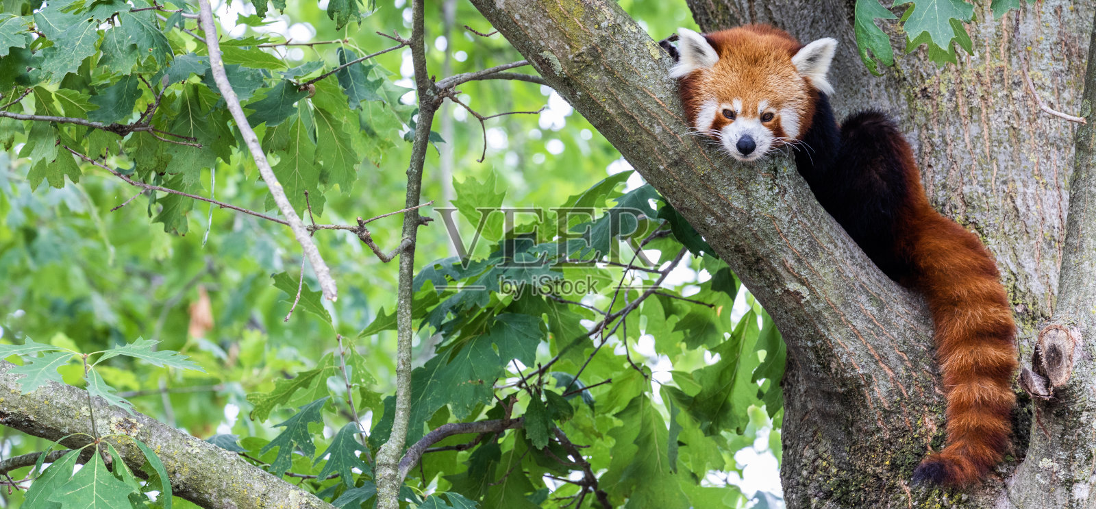 小熊猫-小熊猫-肖像。可爱的动物懒洋洋地躺在树上。照片摄影图片