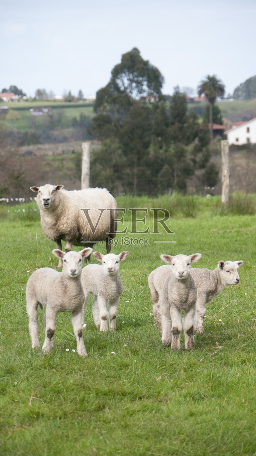 在绿色的农田里绵羊和羊羔照片摄影图片