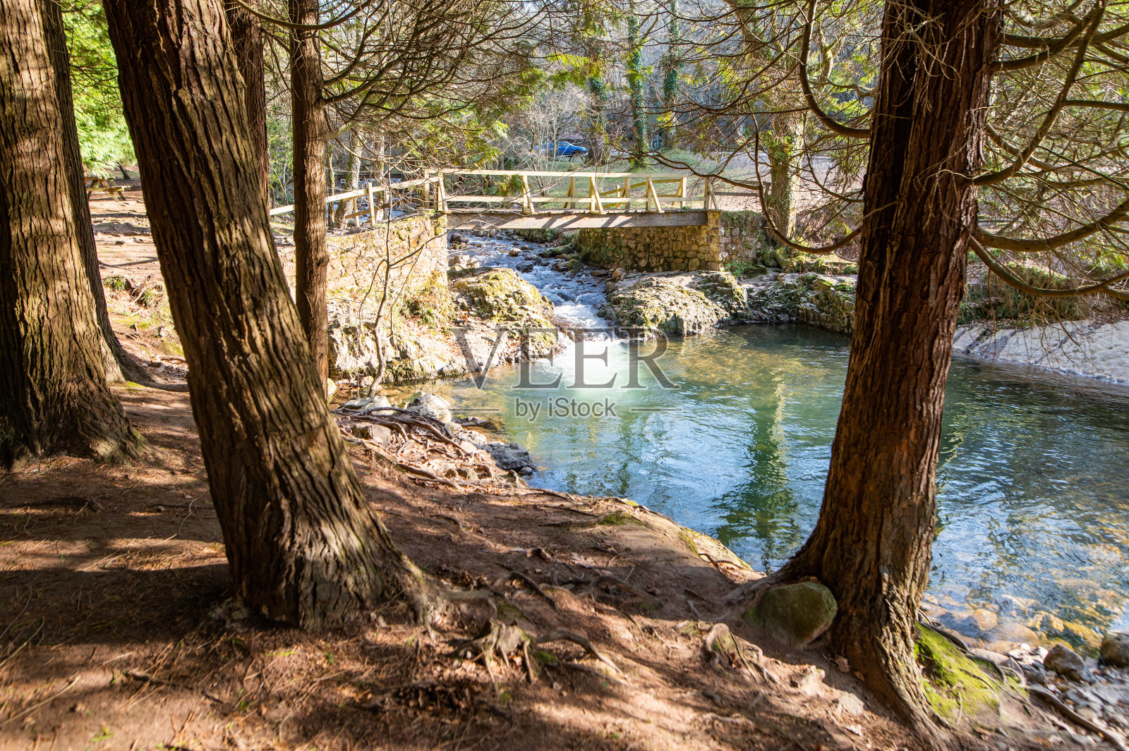 森林中的木桥照片摄影图片