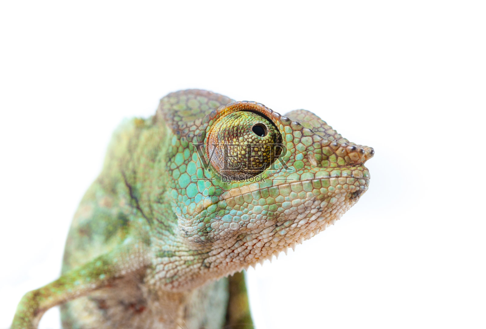 变色龙肖像 - 豹纹变色龙照片摄影图片