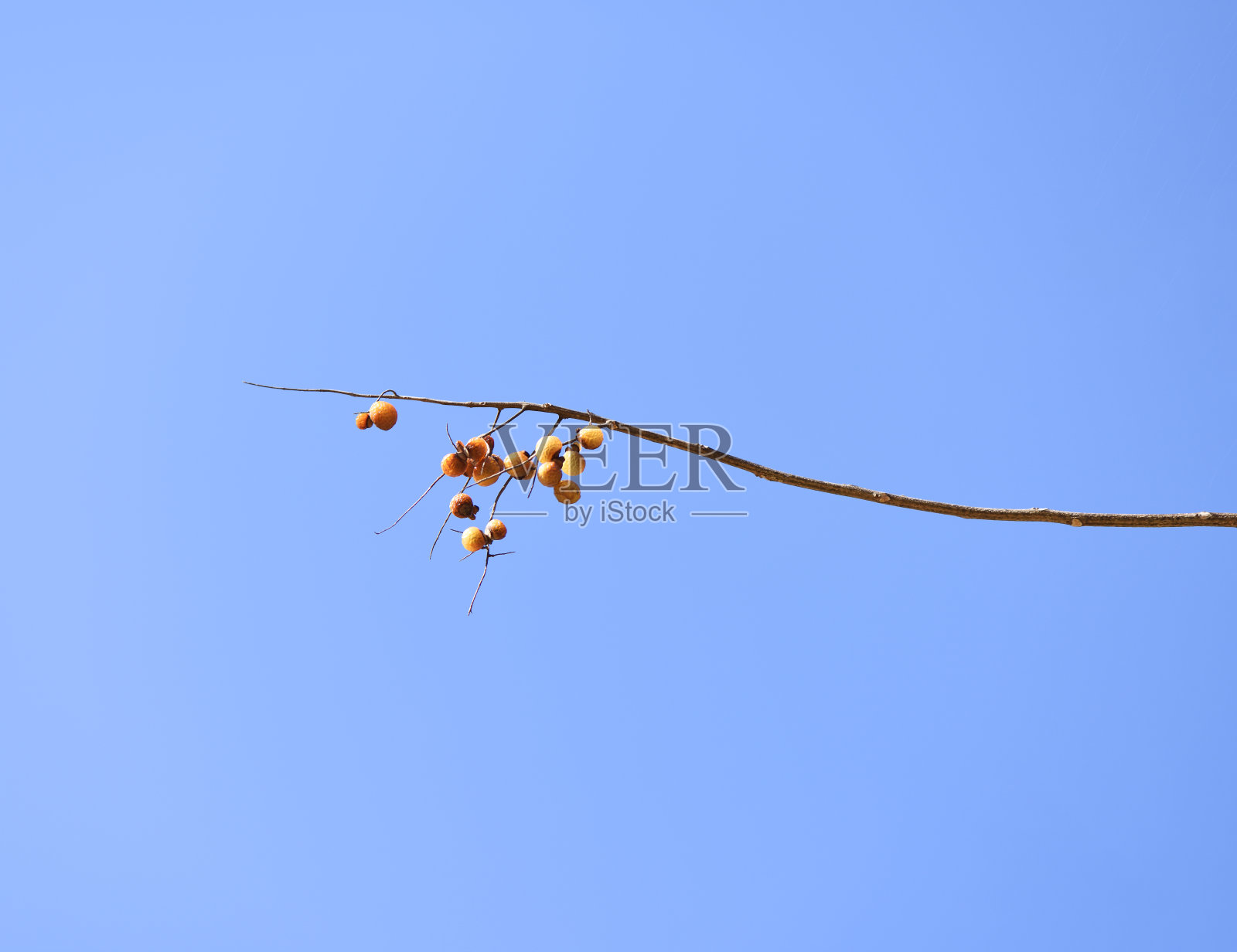 晴朗的天空下,成熟的肉豆蔻果实长在树上照片摄影图片