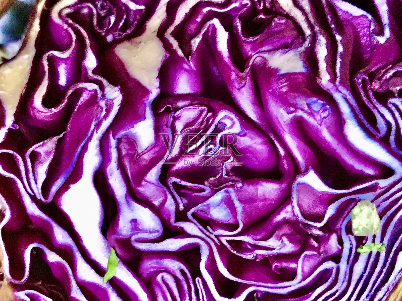 紫色的卷心菜照片摄影图片