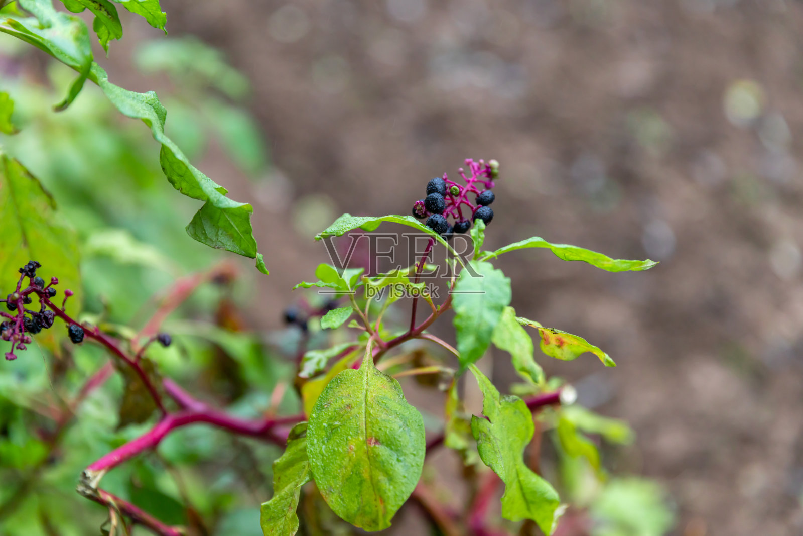 Aronia水果照片摄影图片