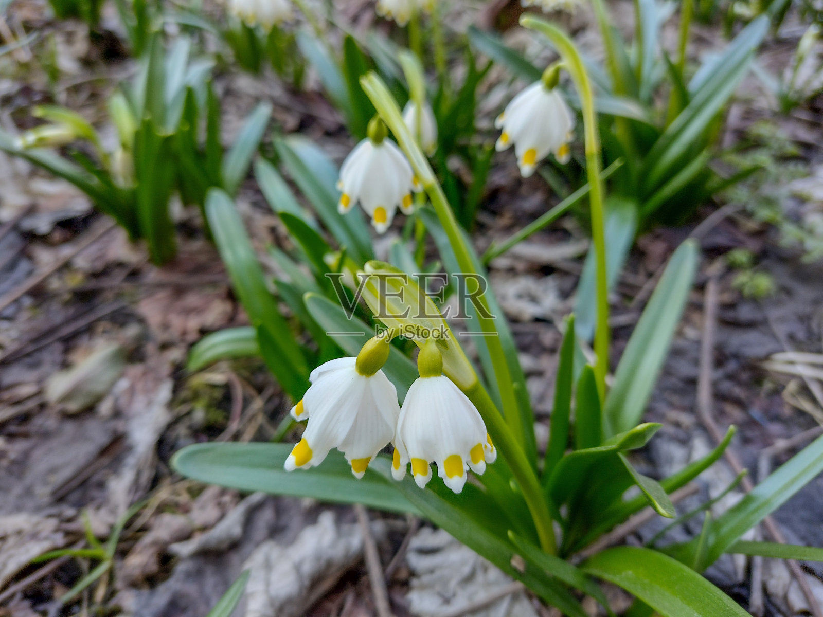 罗马尼亚春天的雪花莲照片摄影图片